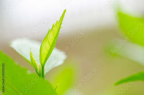 young green leaves growing symbolic to business development or ecosystem concept