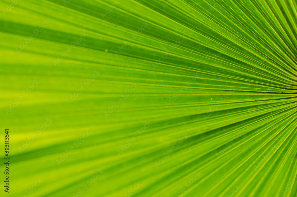 abstract green stripes from tropical palm leaf texture background. abstract green stripes from tropical palm leaf texture background.