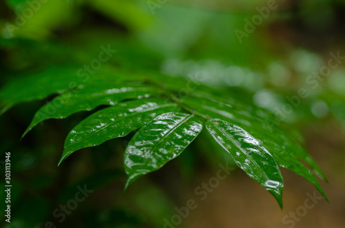 selective focus shot of green wet leaf during rainy day for environment concept background