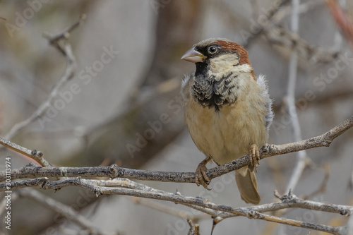 Male House Sparrow in the Erongeo Region of Namibia