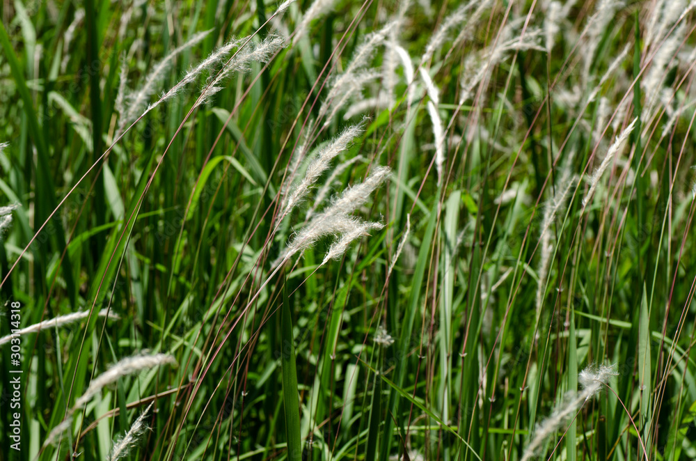 closeup image of white grass flower call Cogongrass (Imperata cylindrica) under bright sun closeup image of white grass flower call Cogongrass (Imperata cylindrica) under bright sun