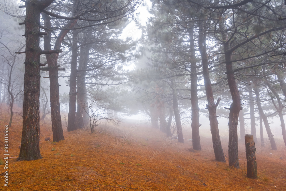 autumn pine tree grove in a mist autumn pine tree grove in a mist