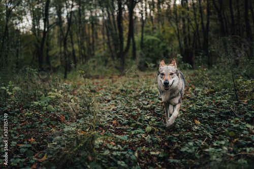 natural photo of a wolfdog