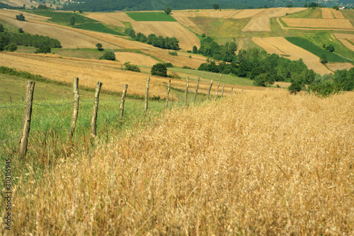 field of wheat