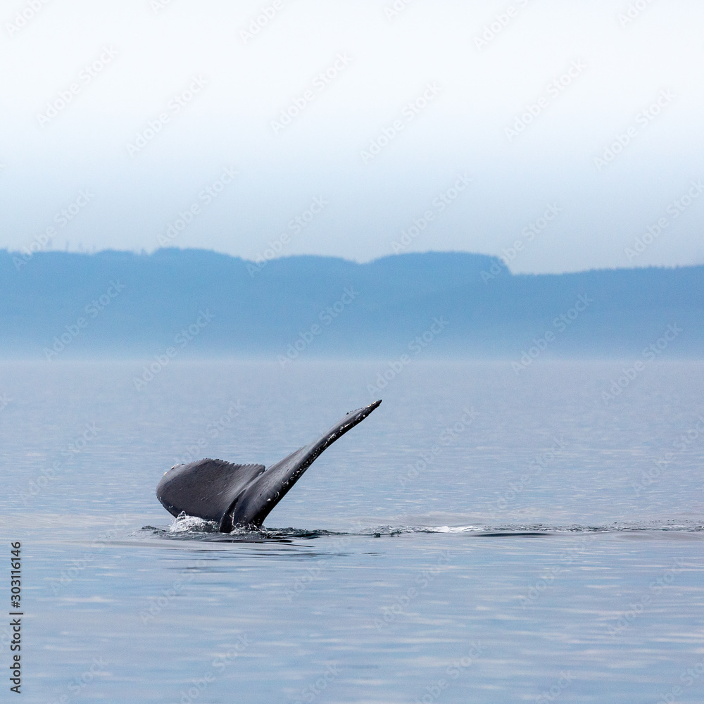 Naklejka premium Canada, British Columbia. Humpback whale tail in Victoria