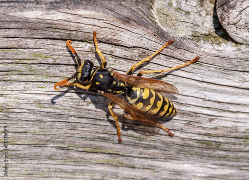 Macro picture of wasp over wood © Arturo Limón