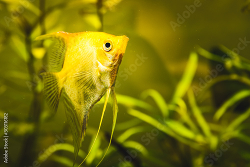Gold Pterophyllum Scalare in aqarium water, yellow angelfish photo