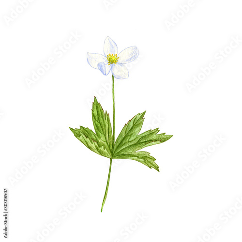 windflower flower, drawing by colored pencils photo