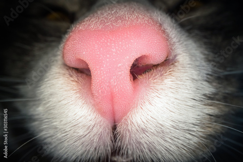Macro shot of pink cat nose. Close up view of domestic cat nostrils