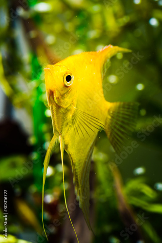 Gold Pterophyllum Scalare in aqarium water, yellow angelfish photo