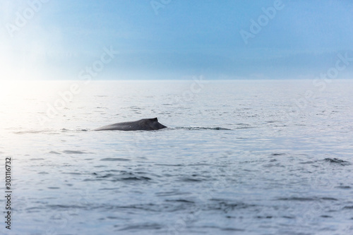 Canada  British Columbia. Humpback whale tail in Victoria