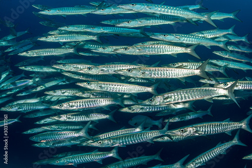school of blackfin barracudas in the Rajat Ampat, Indonesia photo