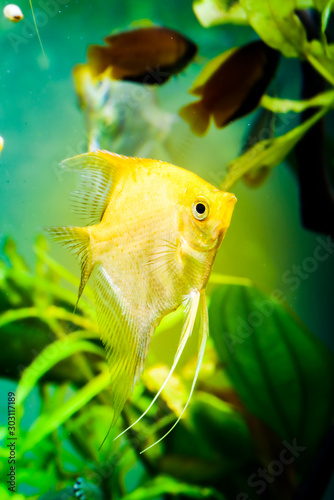 Gold Pterophyllum Scalare in aqarium water, yellow angelfish photo