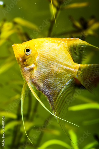 Gold Pterophyllum Scalare in aqarium water, yellow angelfish photo