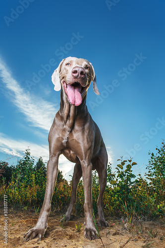 Happy brown dog standing in nature. Sunny day © Alexandr
