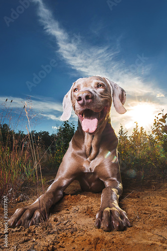 Happy brown dog lying in nature. Sunny day