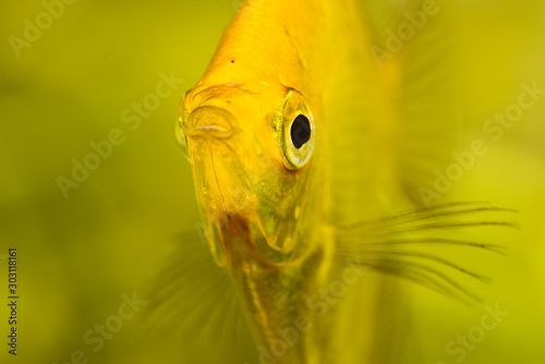 Gold Pterophyllum Scalare in aqarium water, yellow angelfish. detailed closeup photo