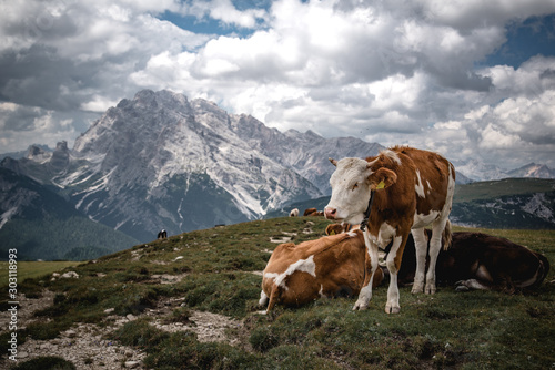 freely bred cows in austrian Alps
