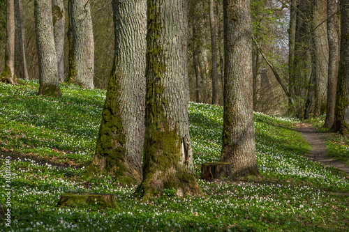 old trees with blooming wood Anemones around in spring