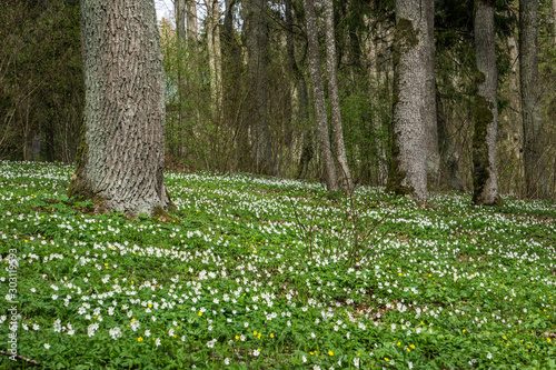 spring in forest with wood anemones