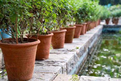 Potted plants sit on a cement wall near the Glass House greenhouse at Lodhi Garden in New Delhi India. Selective focus on the first plant