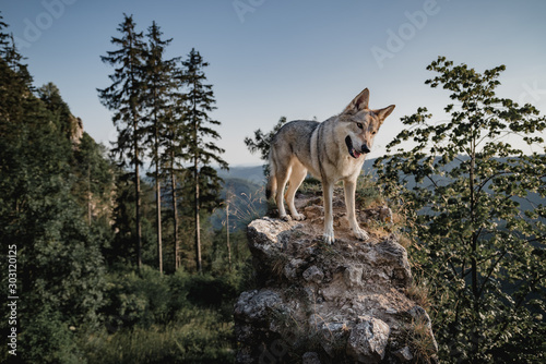 Czechoslovakian wolfdog  a breed coming from German Shepherd and wolf easily mistaken with wolf