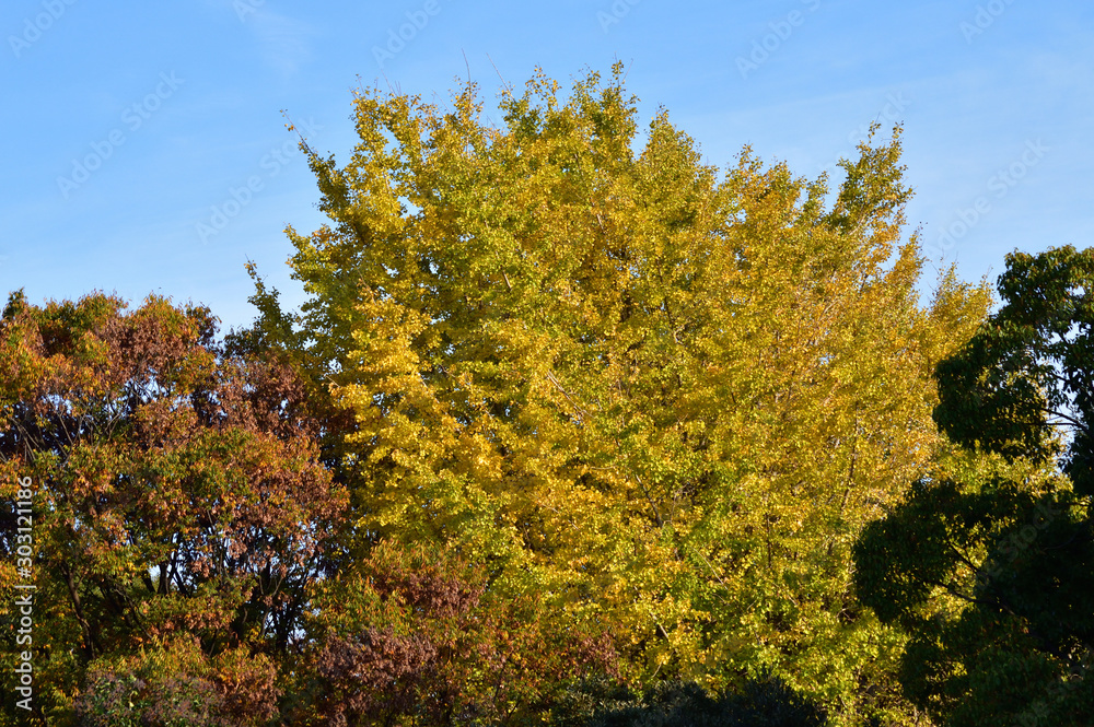 青空を背景にして、黄葉したイチョウの樹を撮影した写真