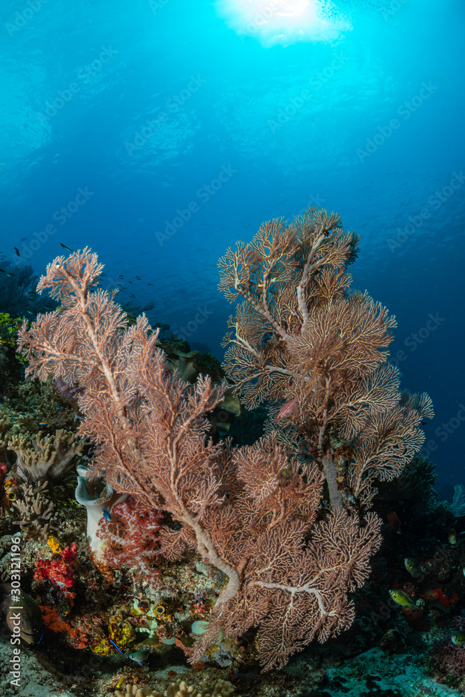 Obraz premium sea fan or gorgonian on the slope of a coral reef with visible water surface and fish
