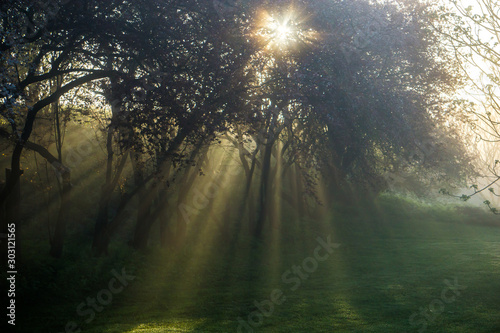 sun rise throw the tree branches © LINDA