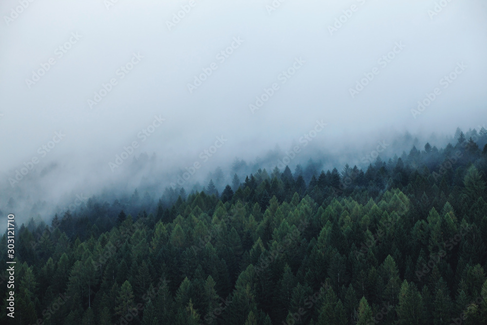 Mysterious Foggy Pine Forest at Morning