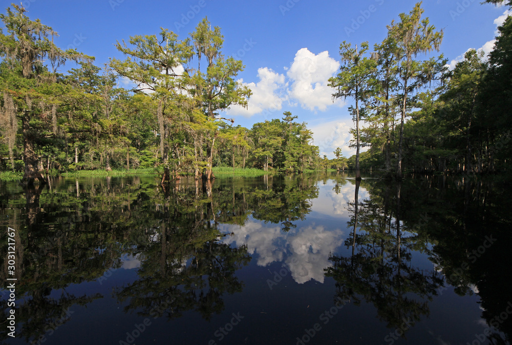 Bright white clouds and cypress trees reflected on exceptionally calm water of Fisheating Creek near Palmdale, Florida.