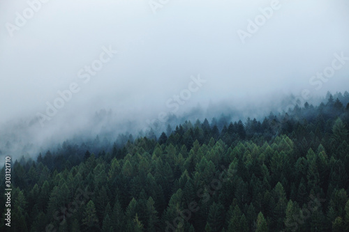 Mysterious Foggy Pine Forest at Morning