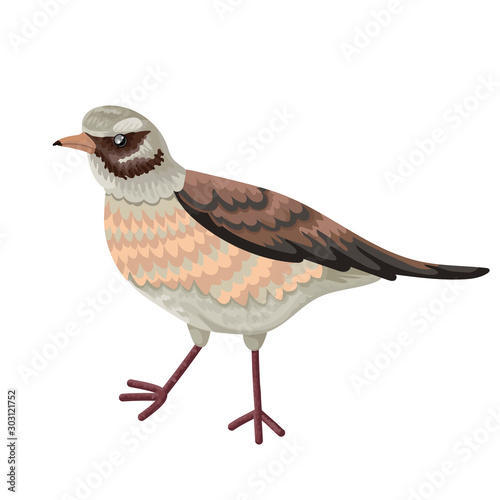 Thrushes, Turdus genus of birds of family of Drozdov of passerine group. Vector illustration