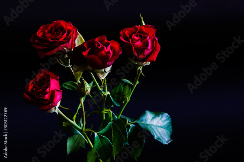 Fototapeta Naklejka Na Ścianę i Meble -  red rose isolated on black background