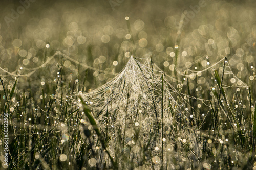 Tableau sur toile early morning with spider nets and dew-drop