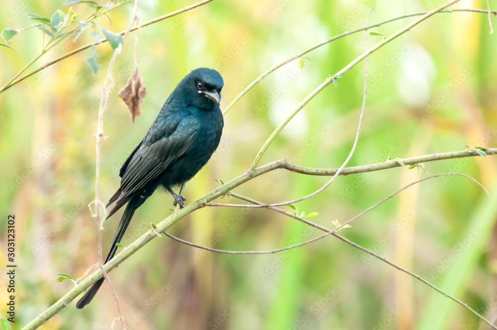 A black drongo sitting on a bush watching keenly A black drongo sitting on a bush watching keenly