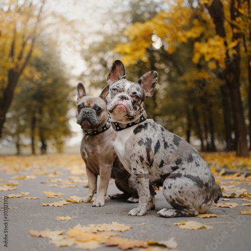 two french bulldog dogs outdoors in autumn