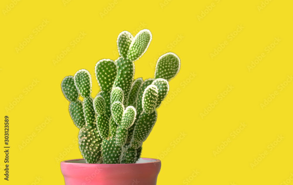 Small plant green cactus opuntia in pink pot with clipping path on yellow background. Small plant green cactus opuntia in pink pot with clipping path on yellow background.