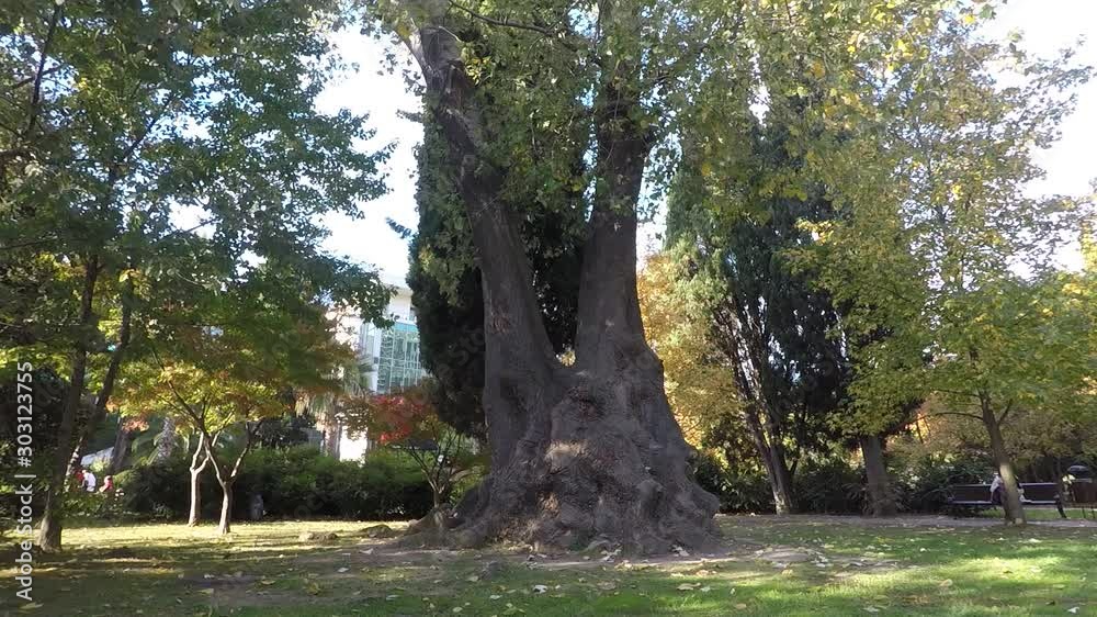 old oak tree in the park old oak tree in the park