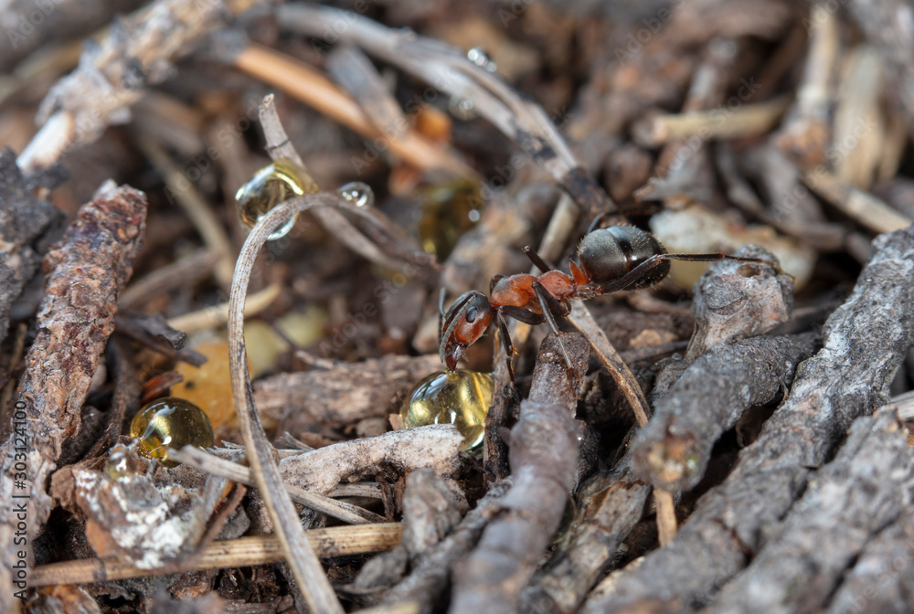 big red forest ant in natural habitat big red forest ant in natural habitat