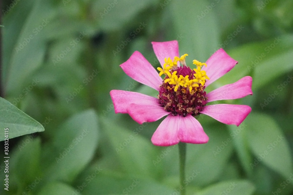 Obraz premium pink flower