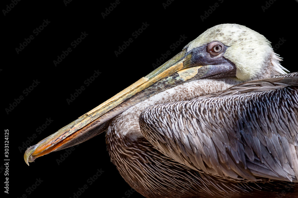 portrait of a brown pelican isolated on a black background