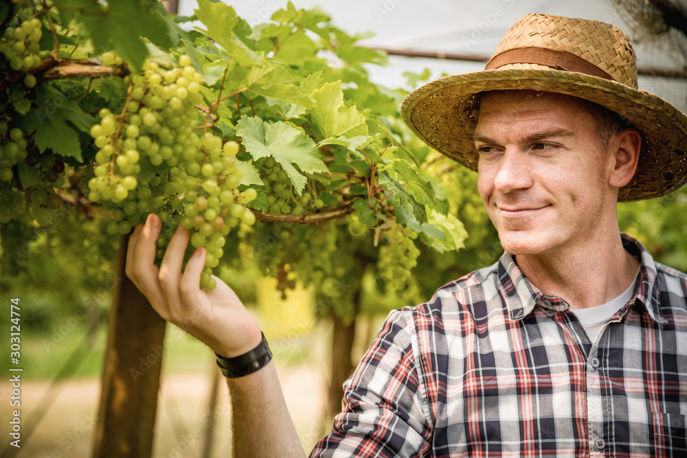 Caucasian handsome farmer, Portrait of happy young man gardener holding branches of green grape in farm