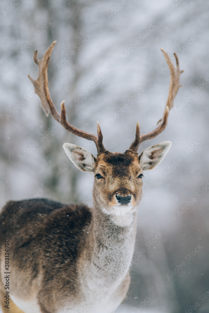 Beautiful deer in winter outdoors. Beautiful deer in winter outdoors.