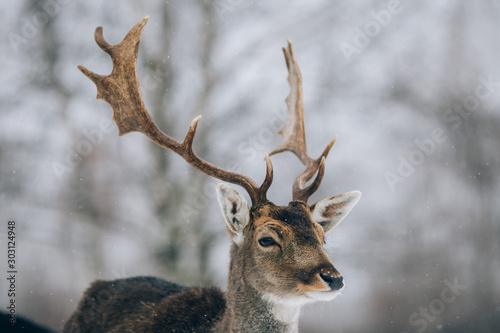 Beautiful deer in winter outdoors.