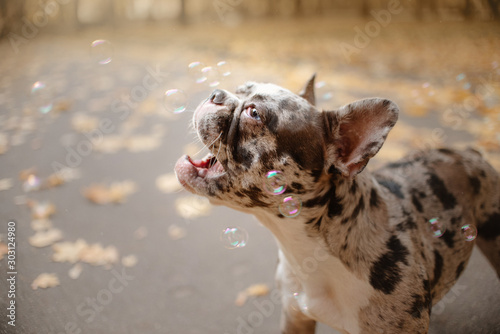 funny french bulldog dog catching bubbles outdoors in autumn