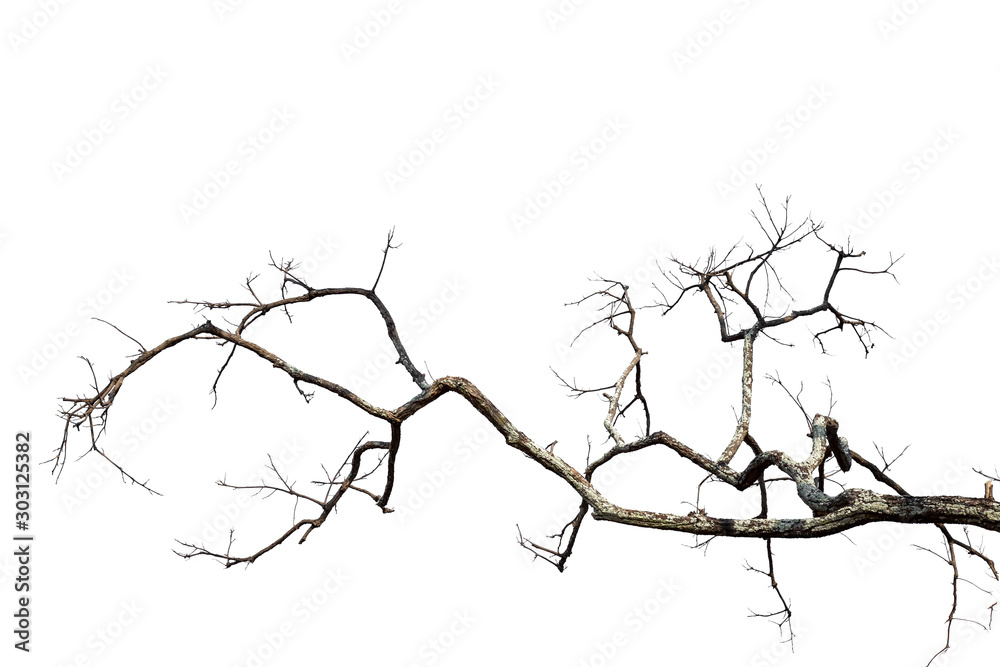 Dead tree isolated on white background with clipping path, black and ...