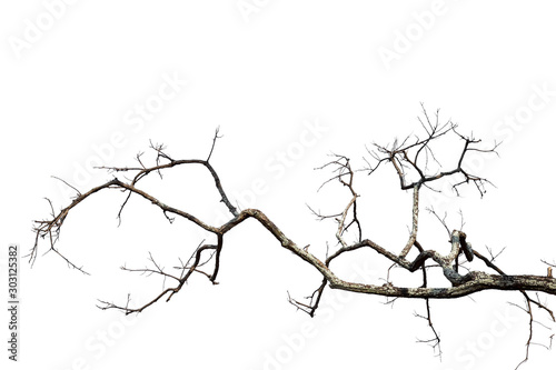 Dead tree isolated on white background with clipping path, black and white dead tree