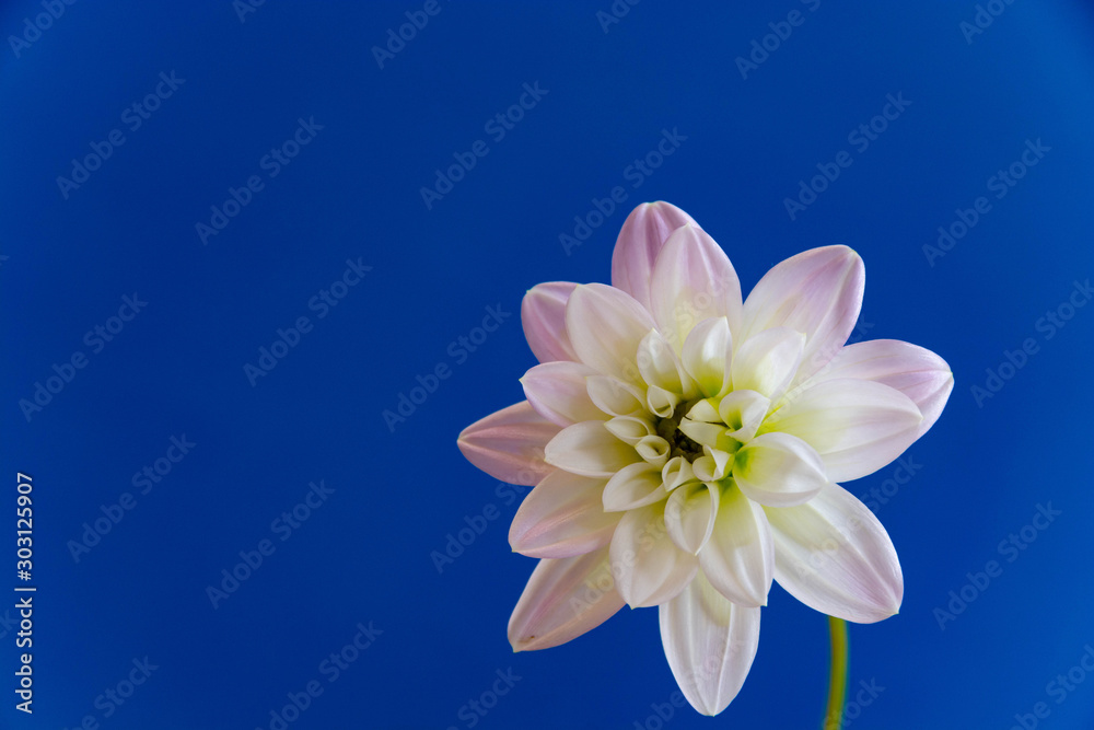 Fototapeta premium 青背景の可愛いダリア