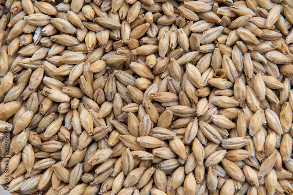 malt grains for brewing. malt grains for brewing.